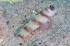 goby