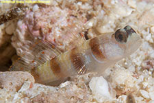 goby