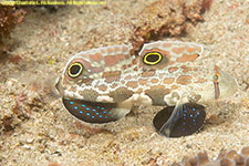 goby