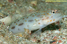 goby