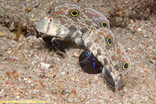 gobies