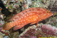 grouper