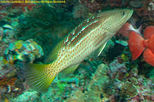 grouper