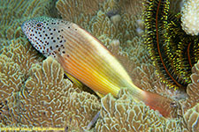 hawkfish