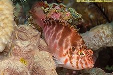 hawkfish