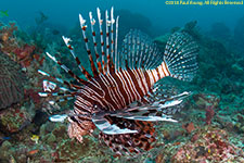 lionfish