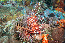 lionfish