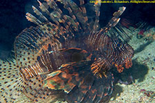 lionfish