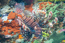 lionfish