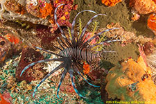 lionfish