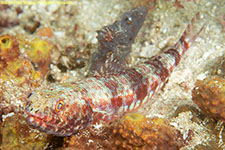 lizardfish