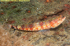 lizardfish