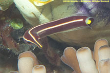 clingfish