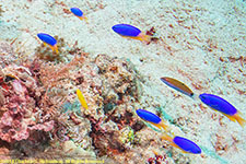 dottybacks