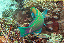 parrotfish