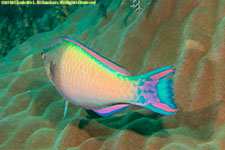 parrotfish