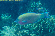 parrotfish