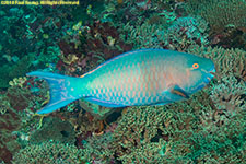 parrotfish