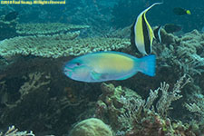 parrotfish