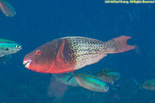 parrotfish