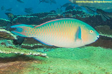 parrotfish