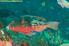 parrotfish