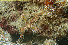 pipefish