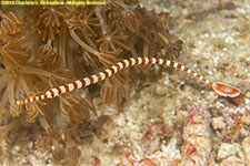 pipefish