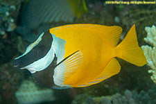 rabbitfish