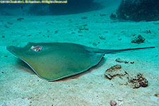 stingray