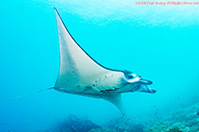 manta