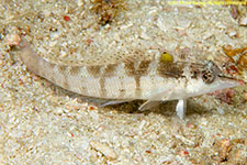 sandperch