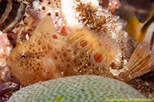 leaf scorpionfish