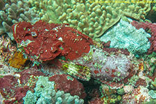 scorpionfish