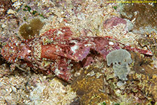 scorpionfish