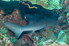 nurse sharks