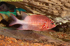 soldierfish