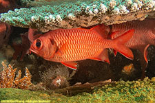 soldierfish