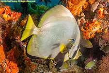 spadefish