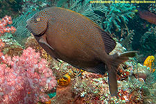 surgeonfish