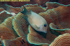 surgeonfish