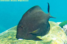 surgeonfish