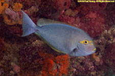 surgeonfish