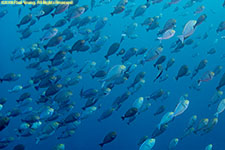 surgeonfish