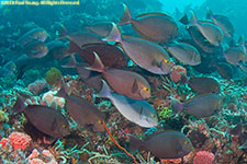 surgeonfish