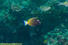 surgeonfish