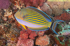 surgeonfish