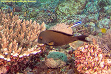 surgeonfish