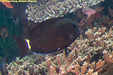 surgeonfish