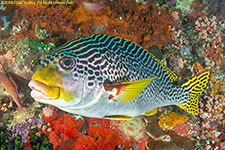 sweetlips